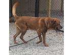 Adopt Peanut a Red/Golden/Orange/Chestnut Labrador Retriever / Golden Retriever