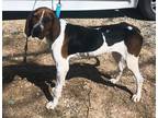 Adopt Trixie a Black - with White Treeing Walker Coonhound / Mixed dog in