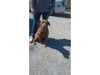 Adopt Rex a Labrador Retriever / Mixed dog in Owenton, KY (41224931)