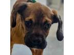 Adopt Hondo a Brown/Chocolate Boxer / Mixed dog in Vail, AZ (41224925)