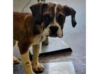 Adopt Deacon a Brown/Chocolate - with White Boxer / Mixed dog in Vail