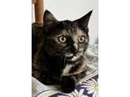 Adopt Dixie a Spotted Tabby/Leopard Spotted Domestic Shorthair / Mixed (short