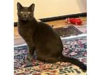 Adopt Beano a Gray or Blue Russian Blue / Mixed (short coat) cat in Mobile