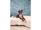 Adopt Penny a Black Mixed Breed (Medium) dog in Leverett, MA (41221919)