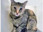 Adopt Dj a Tortoiseshell Domestic Shorthair cat in Wildomar, CA (41223753)