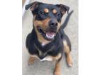 Adopt Barney a Rottweiler / Husky / Mixed dog in Errington, BC (41049178)