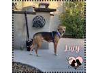 Adopt Lucy a Brown/Chocolate - with Black Whippet / Pit Bull Terrier / Mixed dog