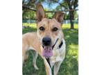 Adopt Millie a Brown/Chocolate Shepherd (Unknown Type) / Mixed dog in San