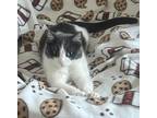 Adopt Amana a Domestic Shorthair / Mixed (short coat) cat in Fond du Lac