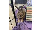 Adopt Sapporo a Lop, Holland / Mixed rabbit in Stouffville, ON (41197613)