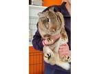 Adopt Sapporo a Lop, Holland / Mixed rabbit in Stouffville, ON (41197613)