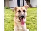 Adopt KitKat a Tan/Yellow/Fawn German Shepherd Dog / Mixed dog in Encino