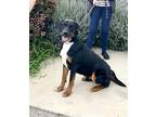 Adopt Rex a Black - with White Greater Swiss Mountain Dog / Rottweiler / Mixed