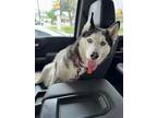 Adopt Maple a Black - with White Siberian Husky / Mixed dog in Carrollton
