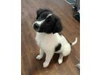 Adopt Lelia a White - with Black Australian Shepherd / Border Collie / Mixed dog