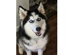 Adopt Hetty a Black - with White Siberian Husky / Mixed dog in Carrollton