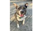 Adopt Kiki a Gray/Blue/Silver/Salt & Pepper Mixed Breed (Medium) / Mixed dog in