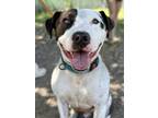 Adopt Gemini a White American Staffordshire Terrier / Mixed dog in San Antonio