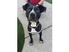 Adopt Miles a Black American Pit Bull Terrier / Mixed dog in Indianapolis