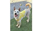 Adopt Peanut a White - with Tan, Yellow or Fawn Jindo / Mixed dog in Calgary
