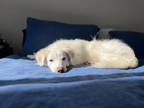 Adopt Archie a White - with Tan, Yellow or Fawn Australian Shepherd / Mixed dog