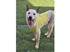 Adopt Peanut a White - with Tan, Yellow or Fawn Jindo / Mixed dog in Vancouver