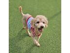 Adopt Toz a Red/Golden/Orange/Chestnut Poodle (Miniature) / Mixed dog in