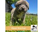 Adopt Rachel a Brown/Chocolate - with White German Shepherd Dog / Husky / Mixed