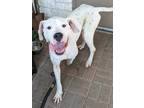 Adopt Kurtis a White Dogo Argentino / Mixed dog in Mesquite, TX (41165509)