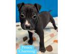 Adopt Prince Charming a Black Mixed Breed (Medium) / Mixed dog in Blue Ridge