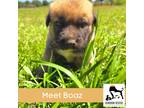 Adopt Boaz a Brown/Chocolate - with Tan German Shepherd Dog / Husky / Mixed dog