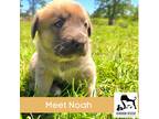 Adopt Noah a Brown/Chocolate - with Black German Shepherd Dog / Husky / Mixed