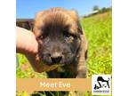 Adopt Eve a Brown/Chocolate - with Black German Shepherd Dog / Husky / Mixed dog