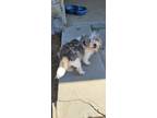 Adopt Lucy a Shih Tzu dog in Phenix City, AL (41224359)