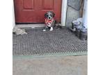 Adopt Missy a Shih Tzu dog in Phenix City, AL (41224358)