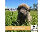 Adopt David a Brown/Chocolate - with Black German Shepherd Dog / Husky / Mixed