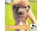 Adopt Martha a Brown/Chocolate - with Black German Shepherd Dog / Husky / Mixed