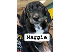 Adopt Maggie a Black Mixed Breed (Small) / Mixed Breed (Medium) / Mixed (short