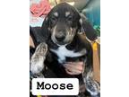 Adopt Moose a Black Mixed Breed (Large) / Mixed dog in Blue Ridge, GA (41224297)