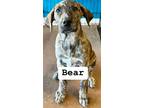 Adopt Bear a Brindle Mixed Breed (Small) / Mixed Breed (Medium) / Mixed (short