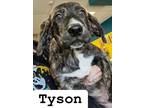 Adopt Tyson a Brindle Mixed Breed (Large) / Great Pyrenees / Mixed dog in Blue