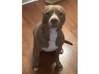 Adopt Brooklyn a Brown/Chocolate - with White American Staffordshire Terrier /