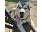 Adopt Cannoli IV a White Husky / Mixed dog in Dallas, TX (40697118)