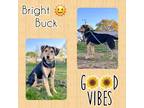 Adopt Buck a Black - with Tan, Yellow or Fawn Black and Tan Coonhound / Schiller