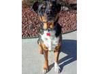 Adopt Finn a Tricolor (Tan/Brown & Black & White) Cattle Dog / Mixed dog in Las