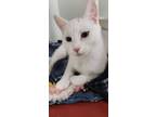 Adopt Ghost a White Domestic Shorthair / Mixed Breed (Medium) / Mixed (short