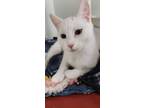 Adopt Ghost a White Domestic Shorthair / Domestic Shorthair / Mixed cat in