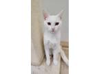 Adopt Bones a White Domestic Shorthair / Domestic Shorthair / Mixed cat in