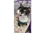 Adopt Butch a Gray or Blue Domestic Longhair / Domestic Shorthair / Mixed cat in