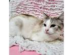 Adopt Sarsaparilla a White Domestic Shorthair cat in Martensdale, IA (41086686)